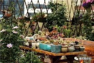 初久园艺视频在线观看国产,国产生态园艺视频盛宴  第2张