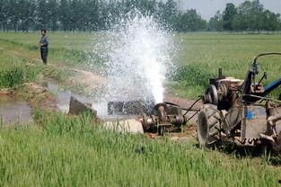 国产小麦灌浆技术视频