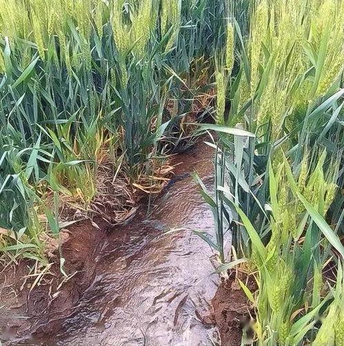 国产小麦灌浆技术视频