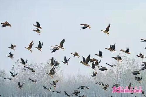 国产百鸟在线视频观看,在线观看百鸟在线的精彩瞬间