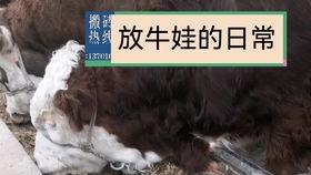 国产大鳄养殖视频教程下载,从入门到精通的养殖攻略