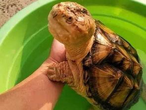 国产大鳄养殖视频教程下载,从入门到精通的养殖攻略