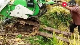 国产小型收割机视频,高效便捷的田间利器