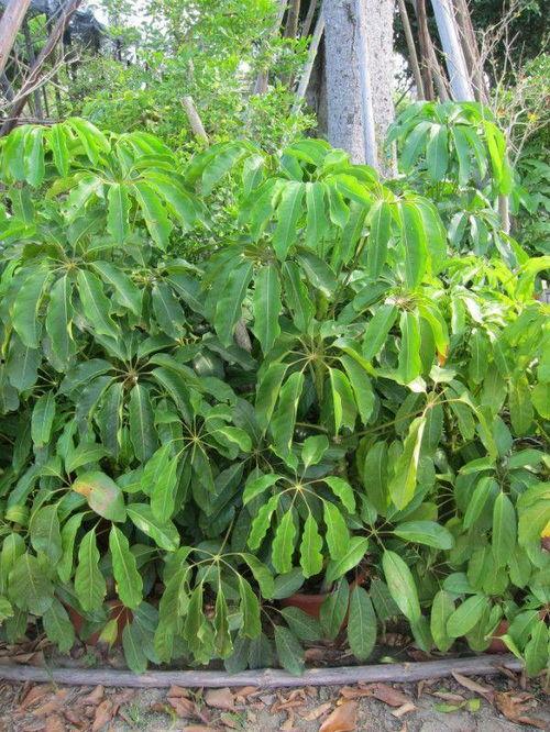 国产大叶伞怎么修剪视频,国产大叶伞修剪技巧视频教程概述