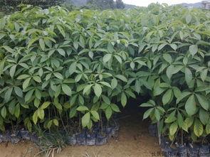 国产大叶伞怎么修剪视频,国产大叶伞修剪技巧视频教程概述