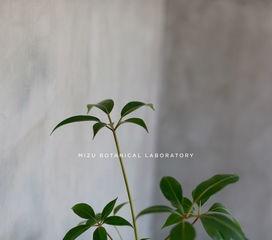 国产大叶伞怎么修剪视频,国产大叶伞修剪技巧视频教程概述