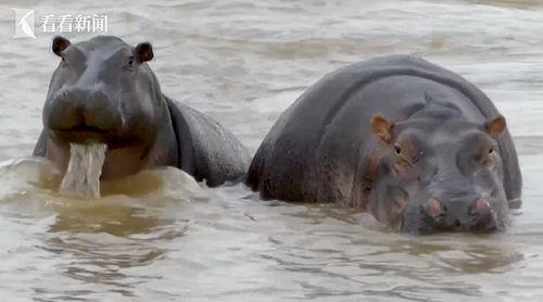 色河马国产视频老版本